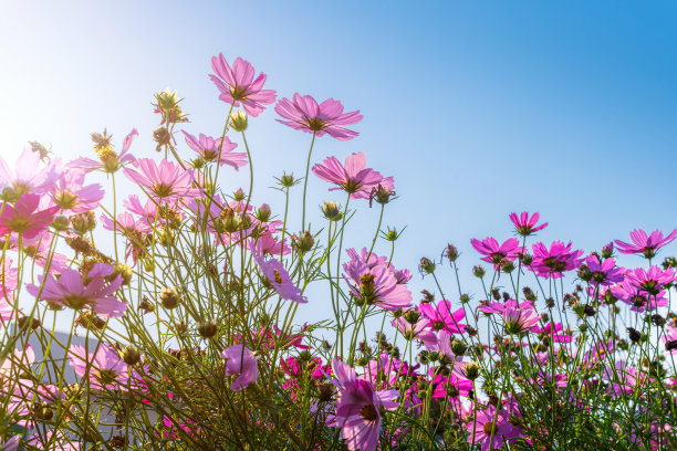 清明时节展板