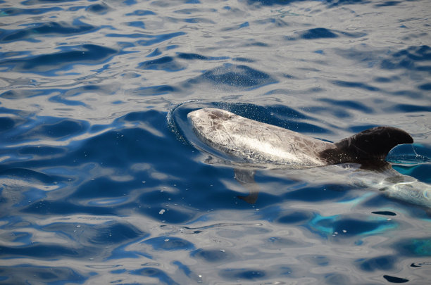 水晶海豚