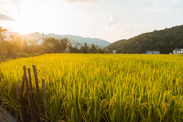 彩色村庄房屋夕阳插画