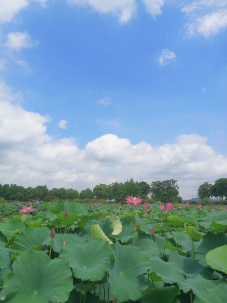 武汉东湖荷花