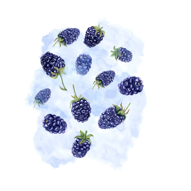 复古绘画蓝莓插画