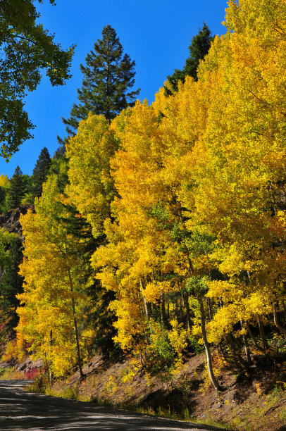 秋天金黄色的树林小溪