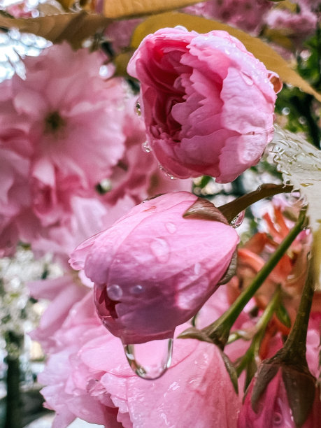 樱花花苞枝头雨中雨水