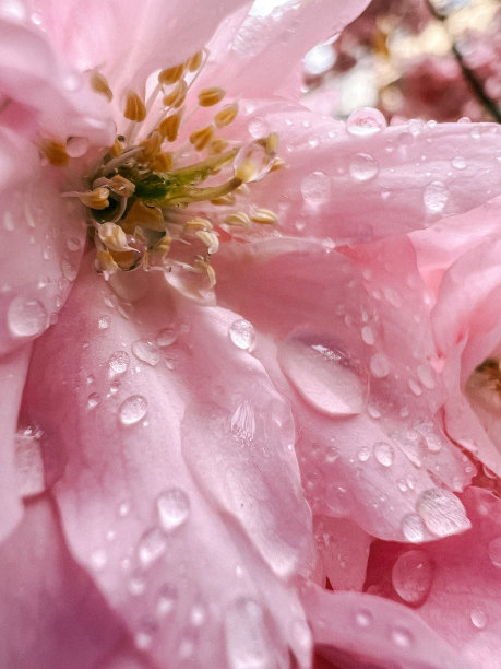 樱花花苞枝头雨中雨水