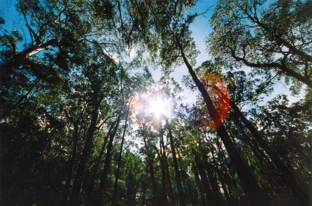 阳光下的桉树林