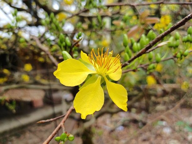 月下杏花