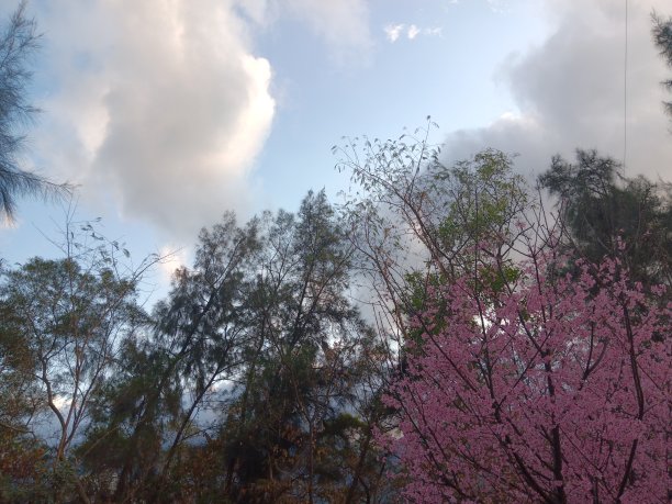 香港樱花