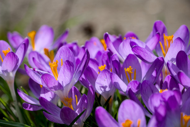 黄紫条纹印花