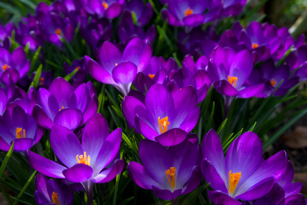 黄紫条纹印花