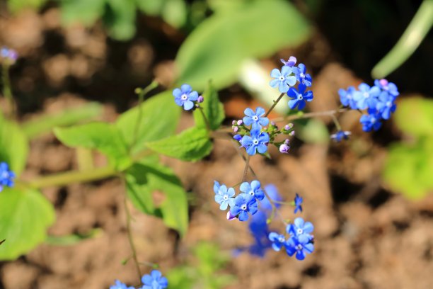 荣誉细节