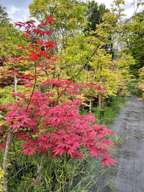 植树节促销