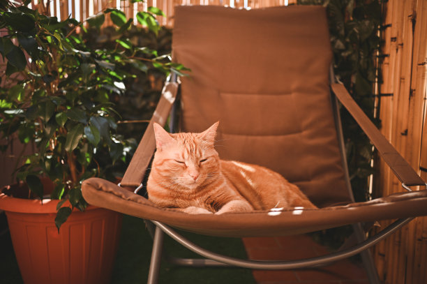猫的阳台和绿植