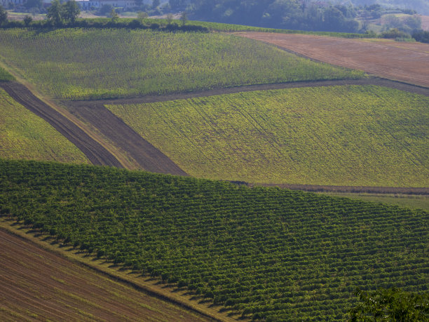 葡萄科技农业