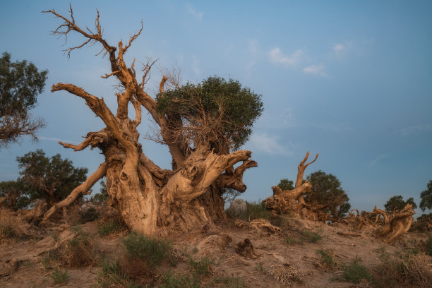 枯木与沙漠摄影