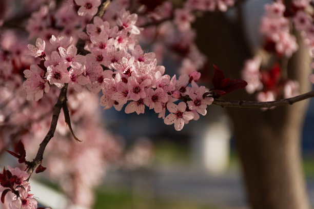 满树的梅花