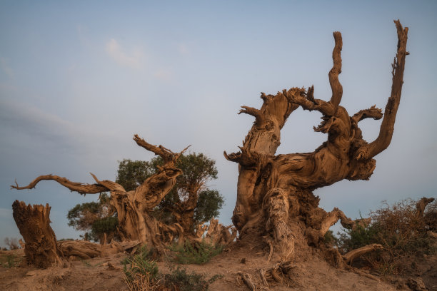 枯木与沙漠摄影
