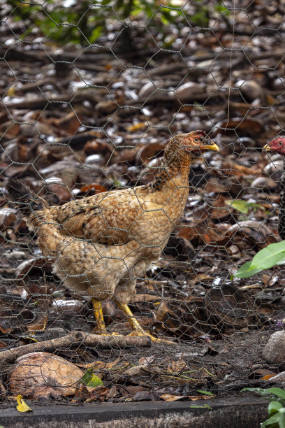 生态禽养殖 农家散养土鸡