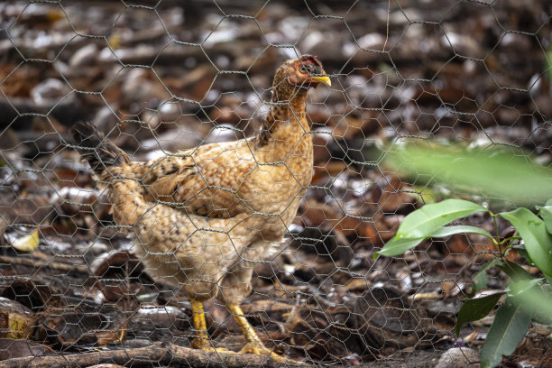 生态禽养殖 农家散养土鸡