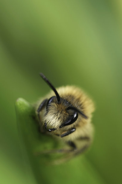 地下昆虫