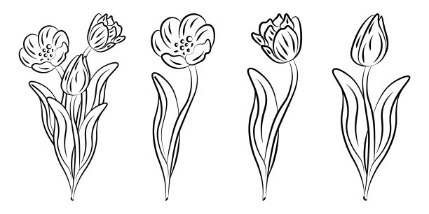 黑白简约线条植物绘画