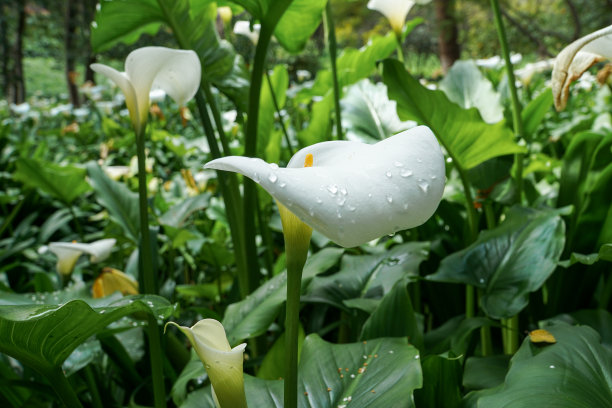 雨水诗意