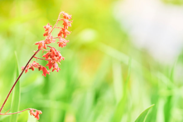 美容花粉