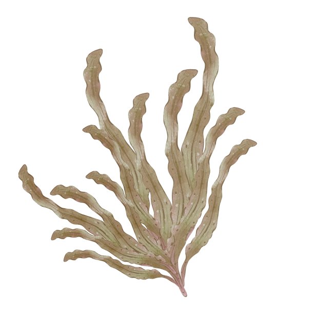 纯天然海藻