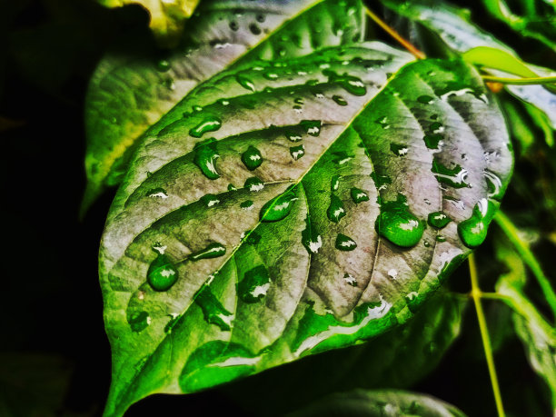 雨叶林