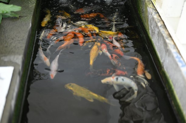 水生生物多样性背景