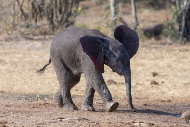 可爱跑步的大象