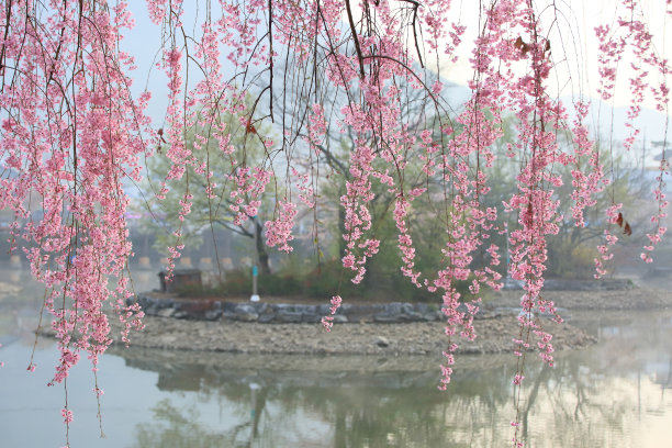 水雾与樱花