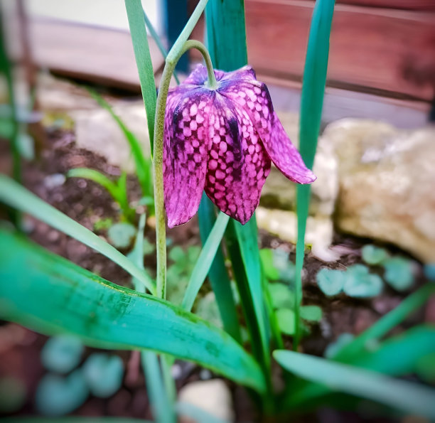 小花朵 方格 紫色