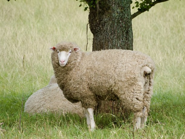 羊肉 绿色养殖