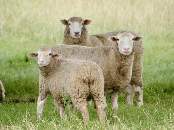 羊肉 绿色养殖