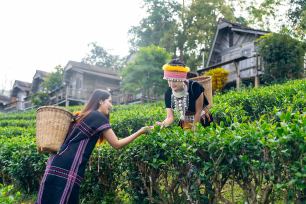 高山采茶采茶女