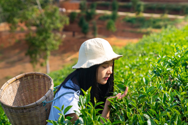 采茶美女