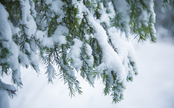 立冬大雪大寒小寒小雪霜降海报