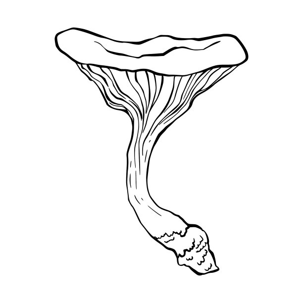 野生菌logo