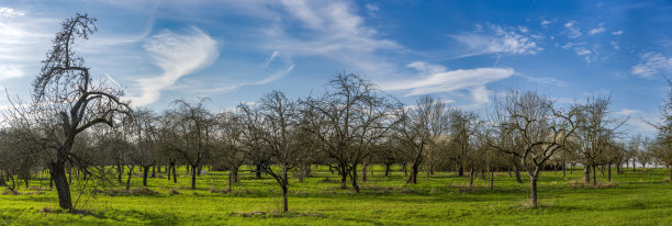 苹果树林风景