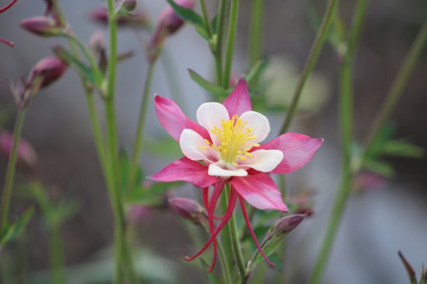 紫叶星星花