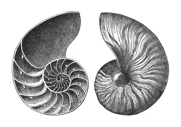 古代蜗牛化石