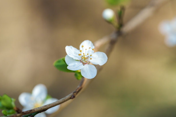 金黄樱花树叶