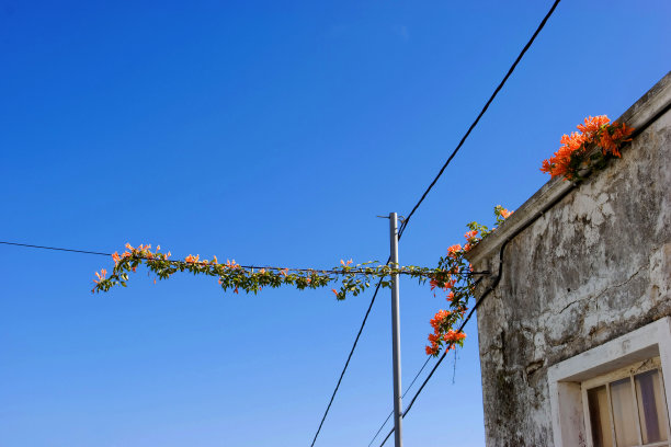 炮仗花