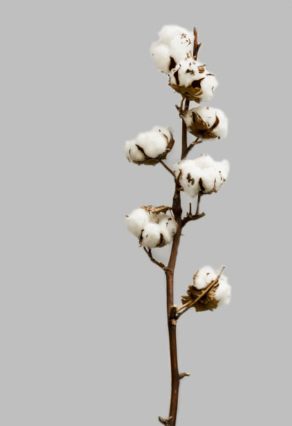 棉花彩色植物背景