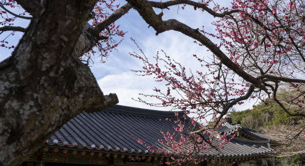 航拍梅花花海