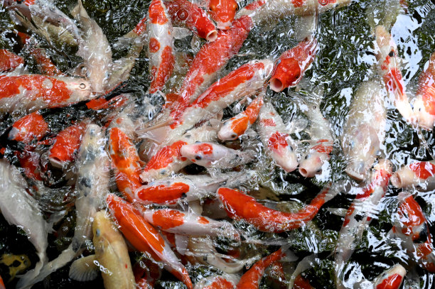 水生生物多样性背景