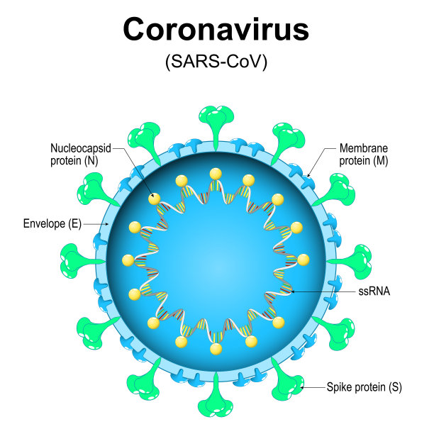 新型冠状病毒细胞