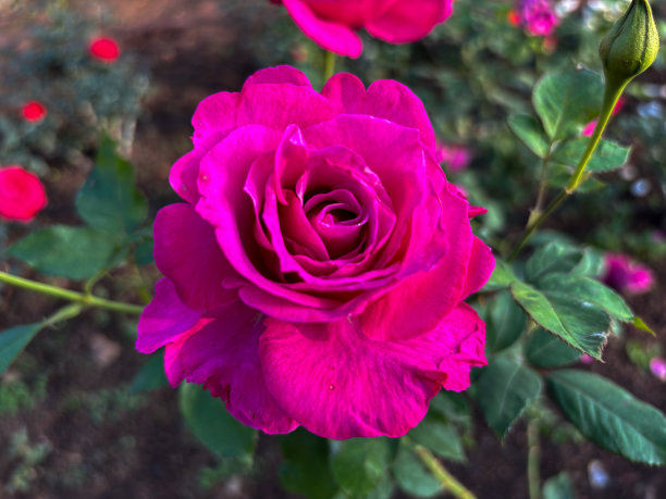 红玫瑰花月季花图片