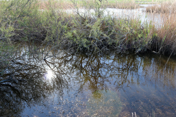 特殊光线下的湿地