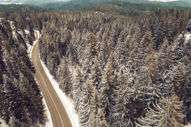 清晨冬季森林积雪公路